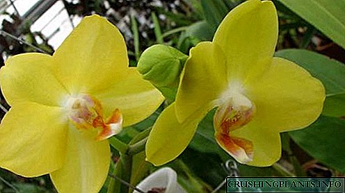 Sariq Phalaenopsis orkide turlari