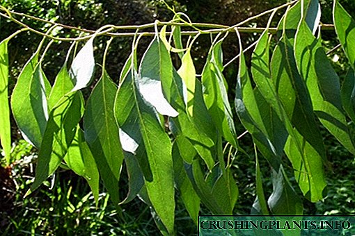 Lumalagong puno ng eucalyptus sa bahay