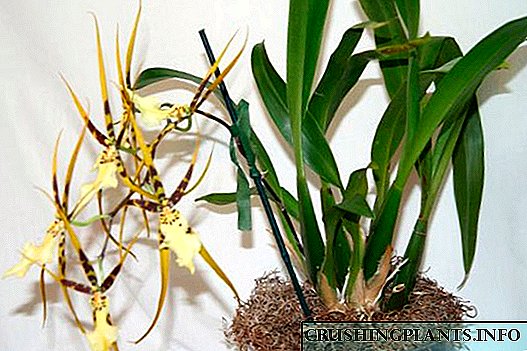 Брассия (өрмекші орхидея)