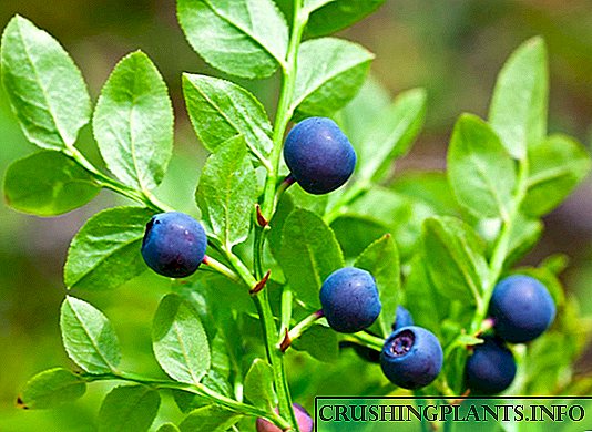 Ama-Blueberries