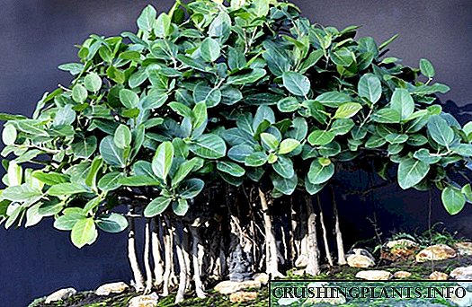 Ficus Chibengali