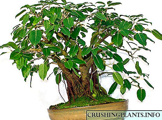 Ficus Sakratua