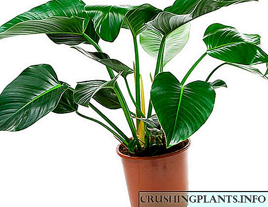 UPhilodendron