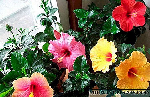 Si Hibiscus (Chinese rose)