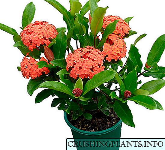 Ixora (Flame of the Forest)