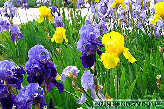 Irises ។