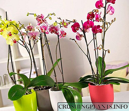 Kako se brinuti za kućnu orhideju