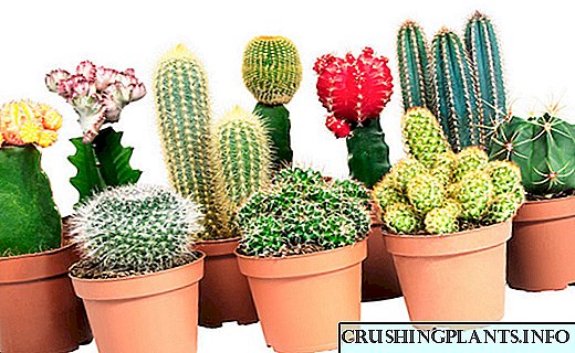 Kako se brinuti o kaktusima