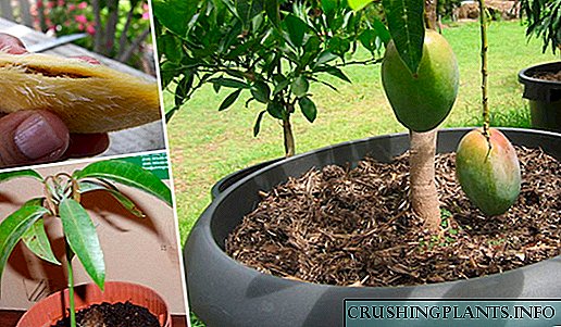 Како да расте манго од семе
