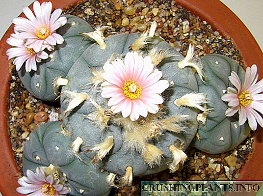 Lofofora Cactus