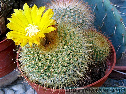 Cactus Parodia