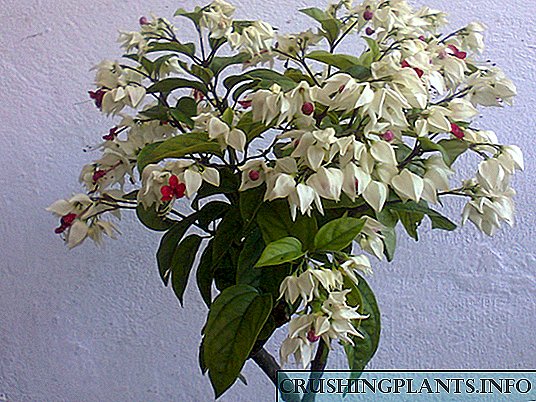 Clerodendrwm