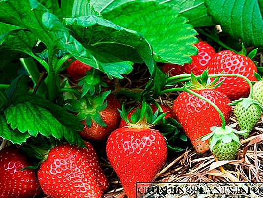 Mga strawberry