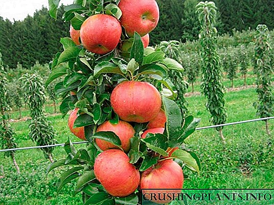 کالمر سیب کا درخت۔