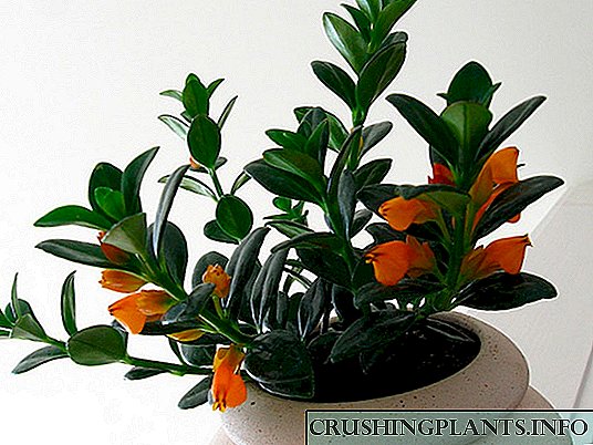 Nemantanthus (Oltin baliq gullari)
