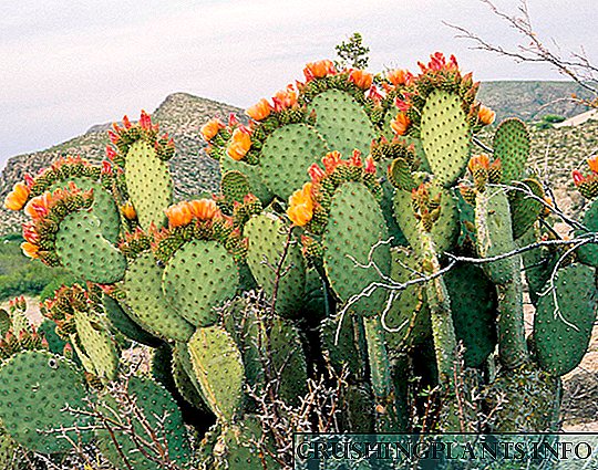 Stekelrige peer (winterharde kaktus)