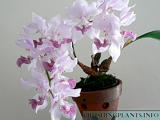Orkide aganisia
