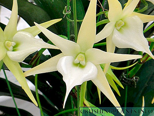 Orkideo Angrekum