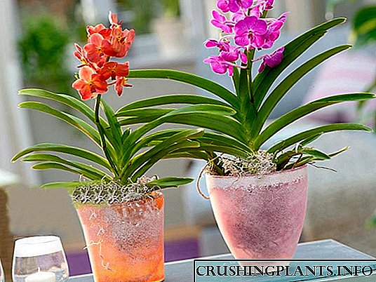 Askandant orkide