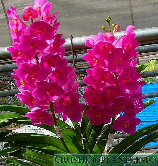 Ascocentrum orkide