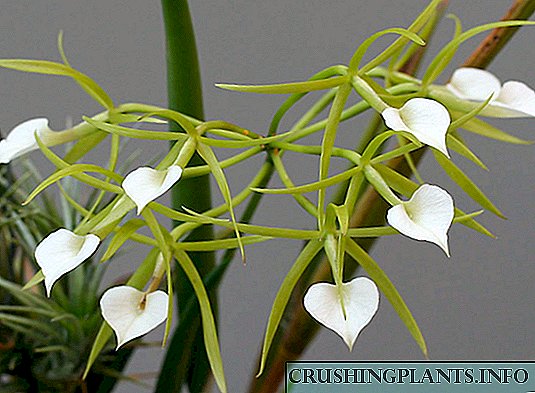 Brassavol Orchid