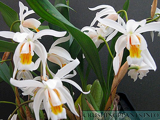Ang coelogin orchid