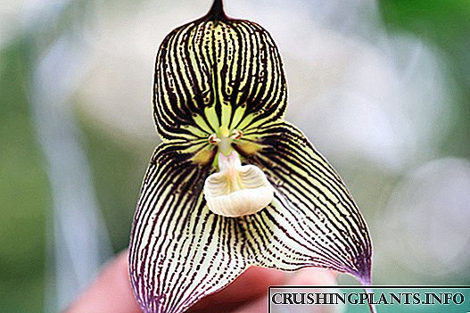 Drakula orkide (maymun)