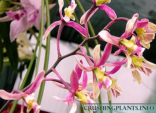 Orchid маннык