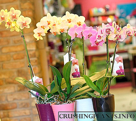 I-Orchid Phalaenopsis