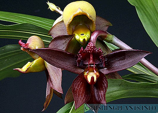 Katasetum orhideja