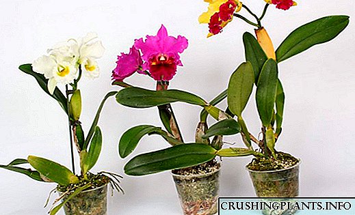 Orkidea ta 'Cattleya