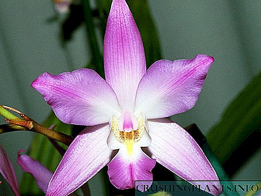 Orkidea Lelia
