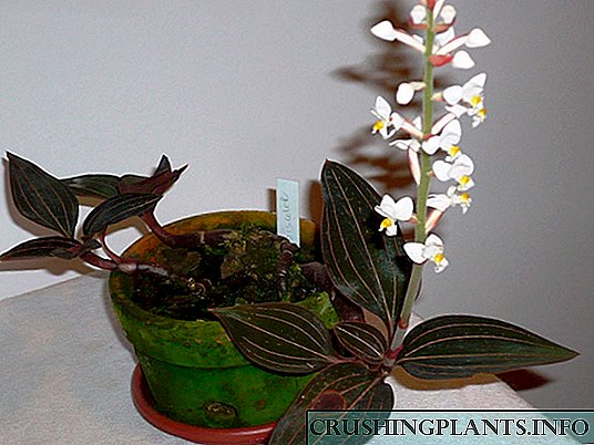Орхидеја лудисија