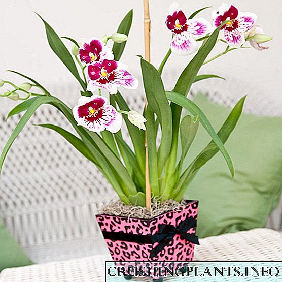 Orkidea Miltonia