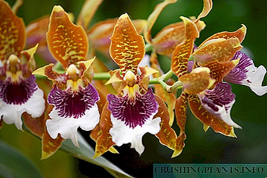 Odontoglosa de orquídeas