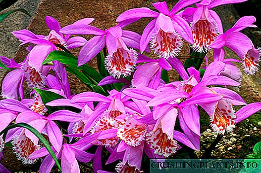 Orkid pleione
