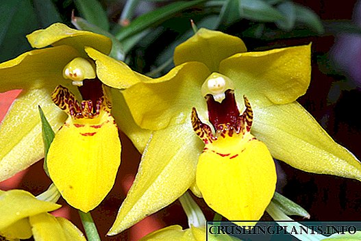 Paseo de orquídeas