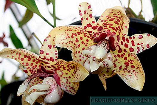 Orchidee Stangopeia