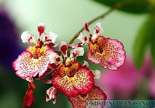 Orchid ti tolumnia