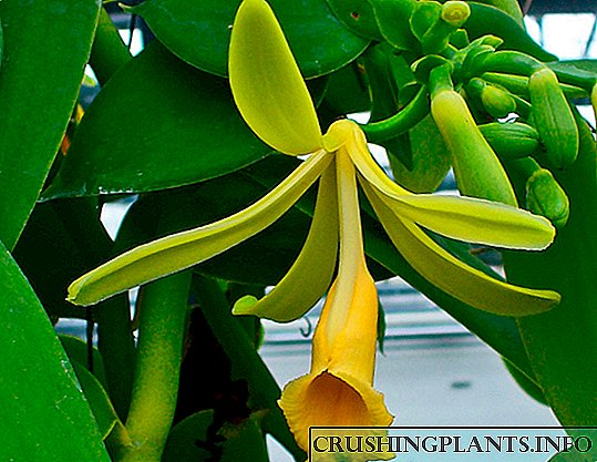 Орхидеја од ванила (орхидеја од ванила)