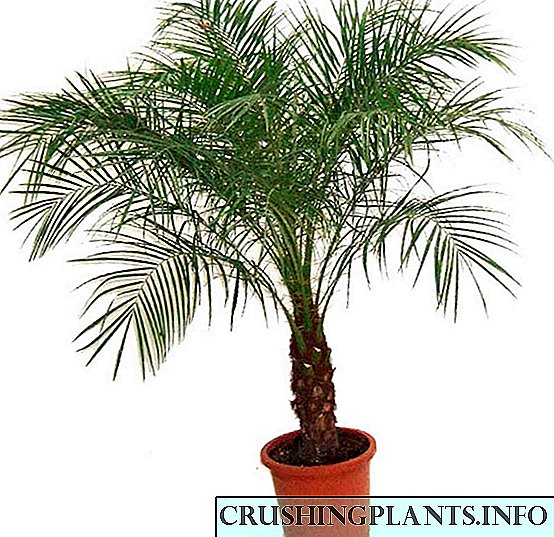 Phoenix palme