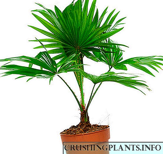 Livistonning palma daraxti