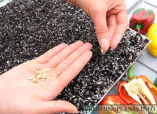 Подготовка на семе од пиперка за сеење садници