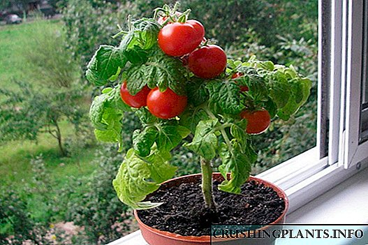 Tomato tomato na windowsill