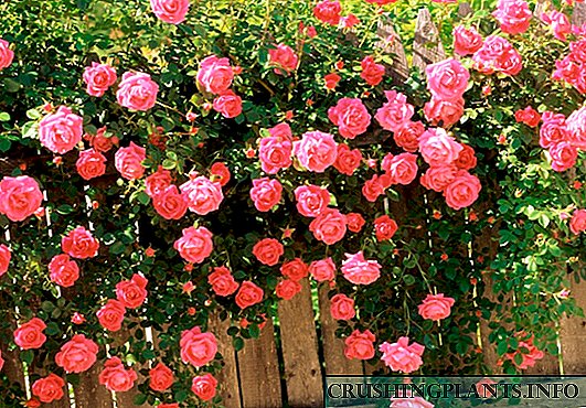 Градинарски рози