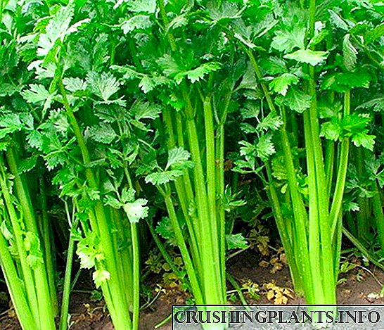 Celery ។