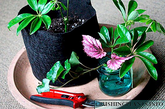 Načini razmnožavanja sobnih biljaka