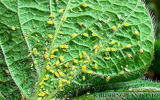 Aphids in houseplants